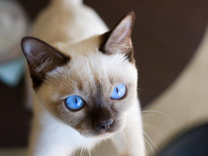 Un chaton Tonkinois