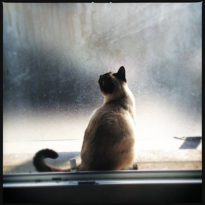 Le Tonkinois - Tonkinois