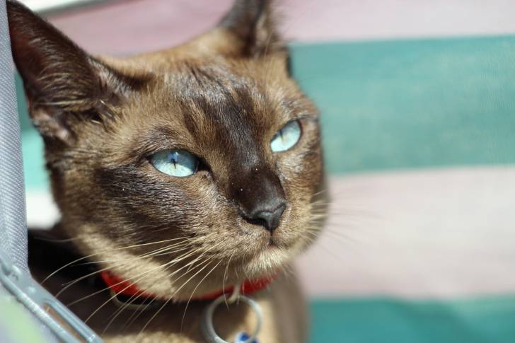 tonkinese - Tonkinois