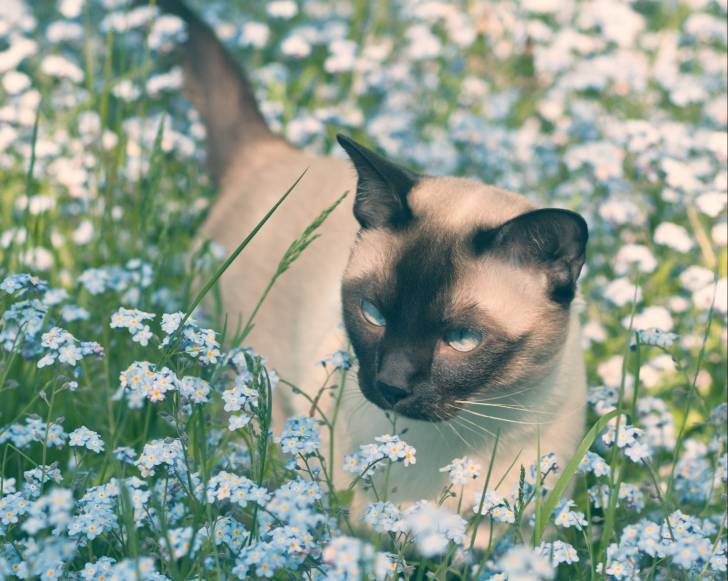 Un Tonkinois dans un champ de fleurs