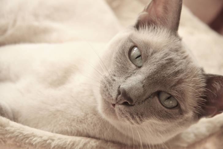 Un Tonkinois allongé sur un plaid blanc