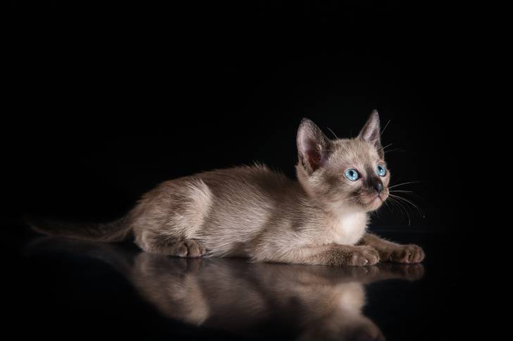 Photo Tonkinois