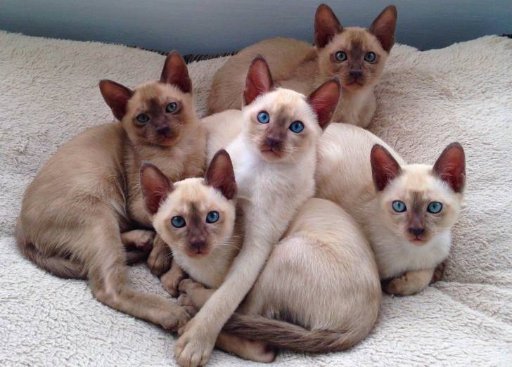 Un groupe de Tonkinois