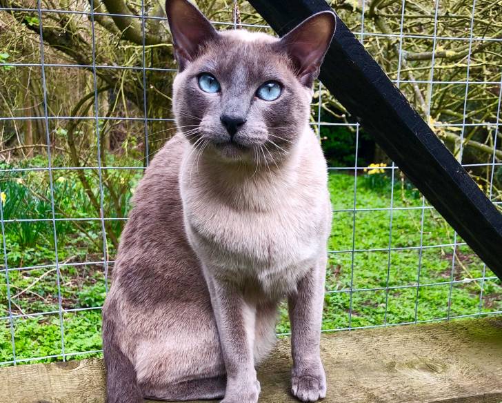 Un Tonkinois gris aux yeux bleus assis devant un grillage en extérieur