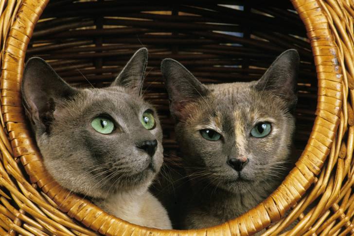 Des Tonkinois dans un panier en osier