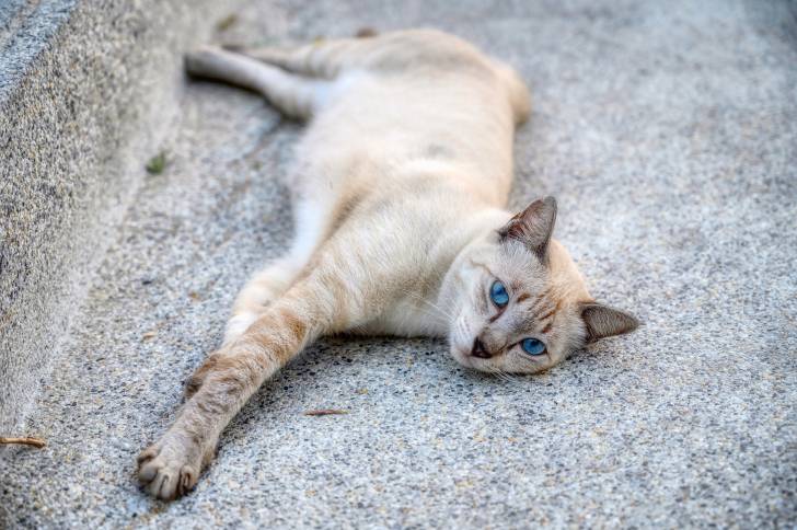 Un Tonkinois allongé sur un trottoir