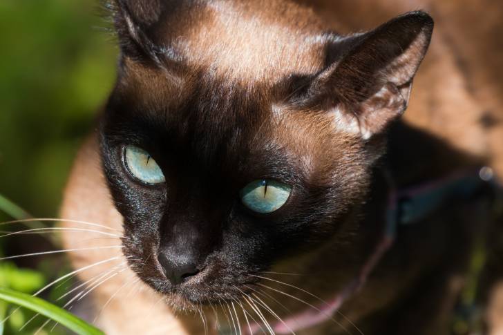 Un Tonkinois allongé dans l'herbe