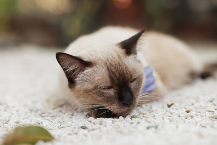 Un Tonkinois allongé sur un tapis blanc