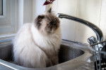 Un Himalayen assis dans un évier