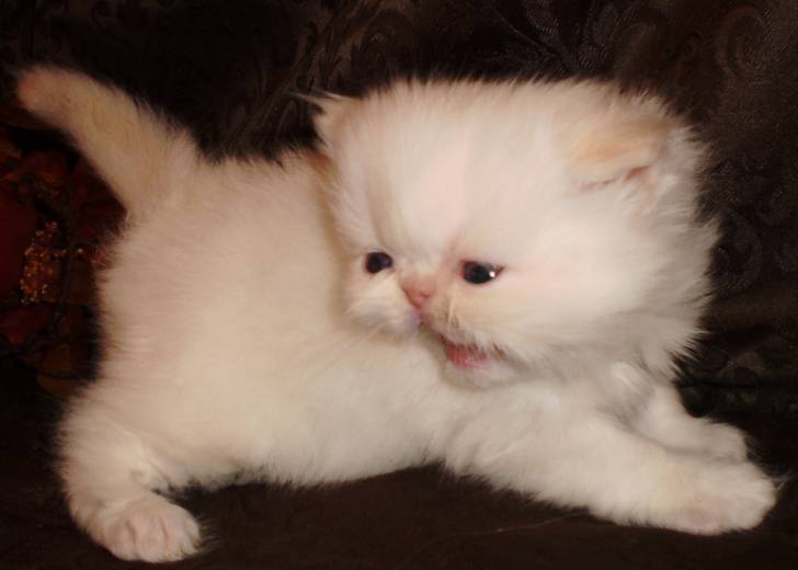 Photo Himalayen