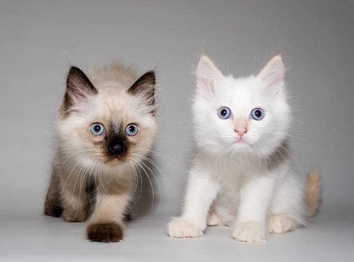 kittens - Himalayen