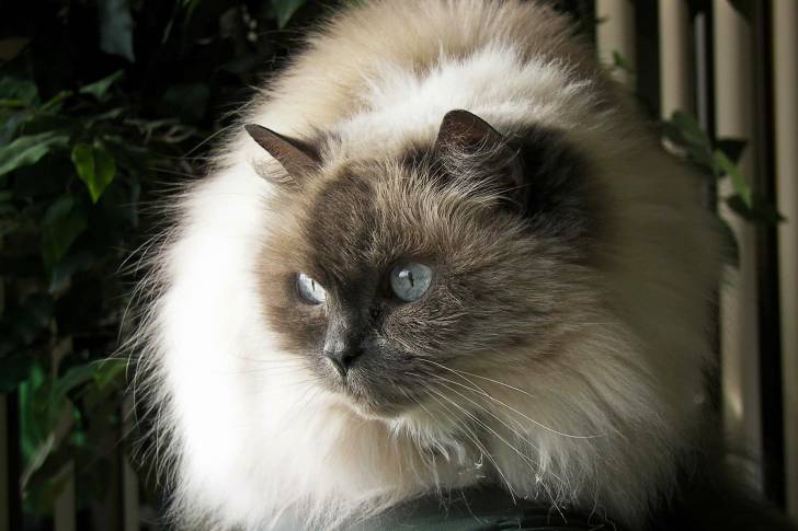 Photo Himalayen