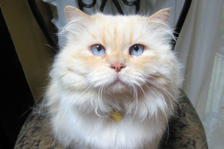 Photo Himalayen
