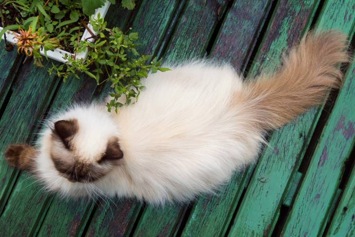Photo Himalayen