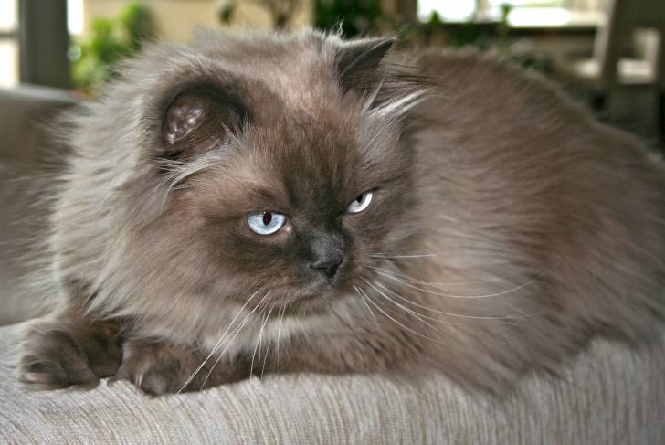 Photo Himalayen