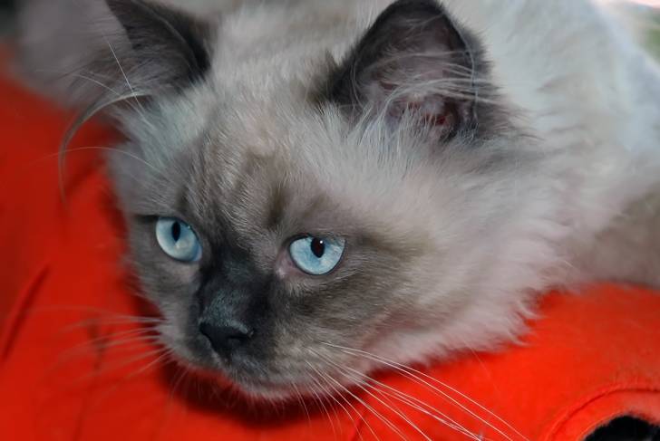 Photo Himalayen