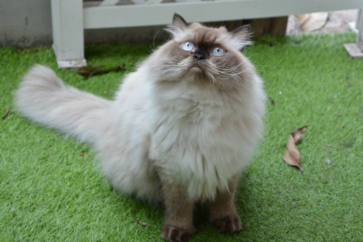 Photo Himalayen