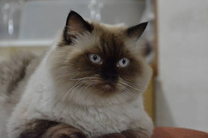 Photo Himalayen