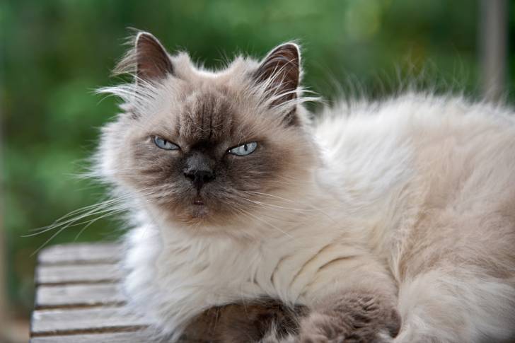 Photo Himalayen