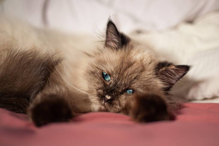 Photo Himalayen