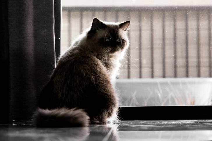 Photo Himalayen