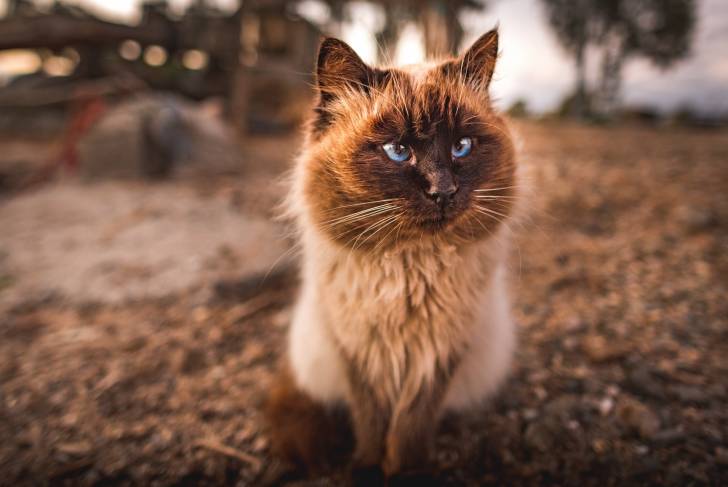 Photo Himalayen