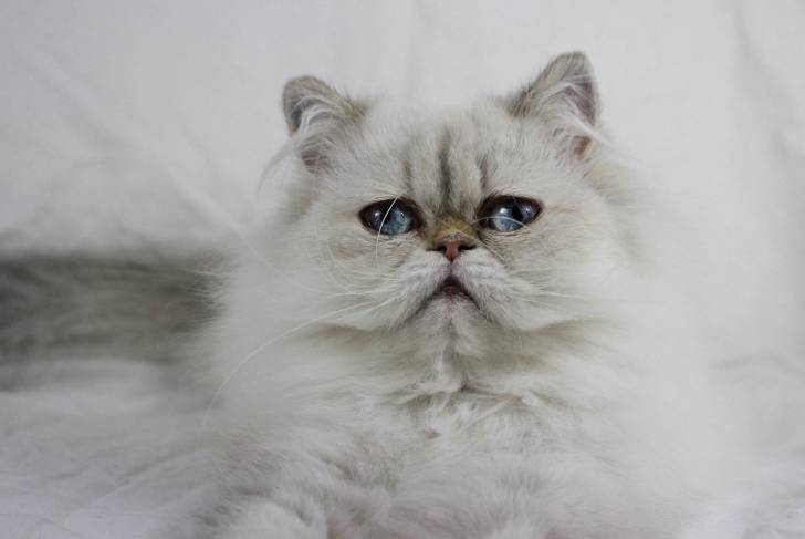 Photo Himalayen