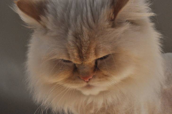 Photo Himalayen
