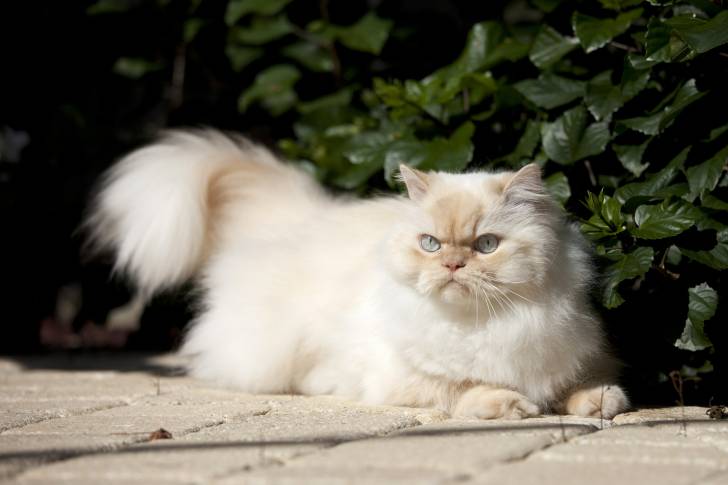 Un Himalayen au pelage colourpoint allongé dans le jardin