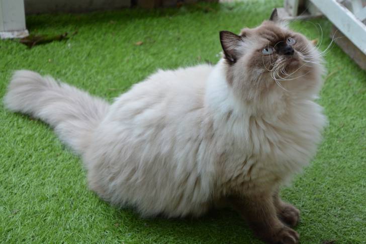 Un chat Himalayen assis sur du gazon synthétique