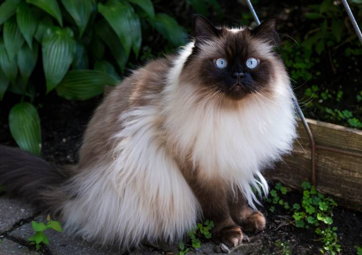 Photo Himalayen