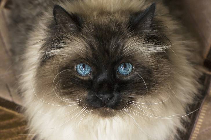 Vue proche d'un Himalayen seal point aux yeux bleus