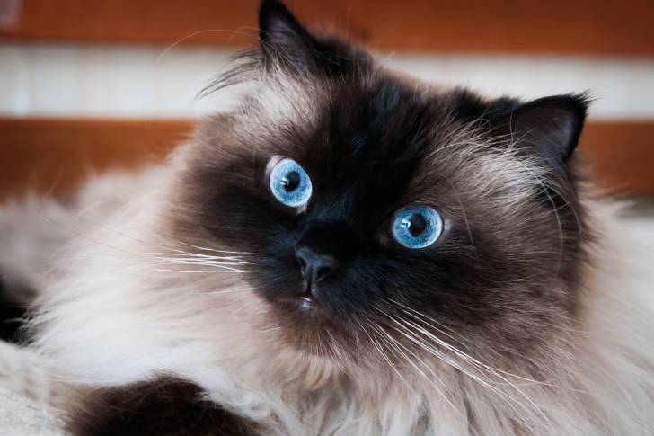 Un Himalayen aux grands yeux bleus