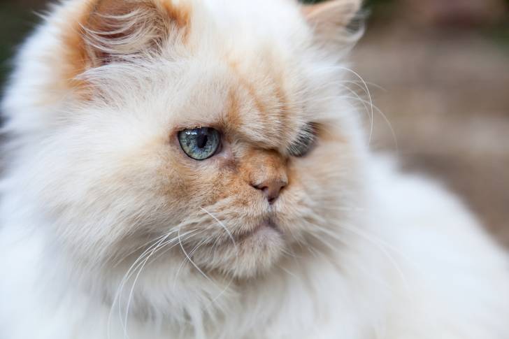 Vue proche d'un Himalayen red tabby