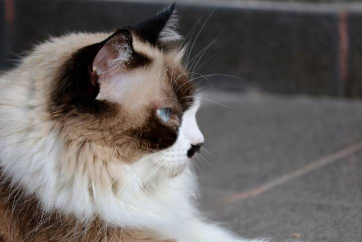 Un Himalayen vu de profil