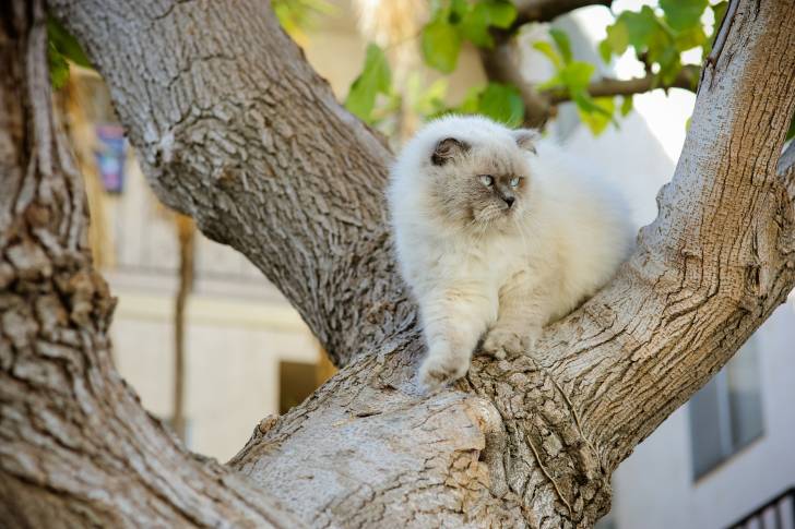 Un Himalayen qui a grimpé dans un arbre