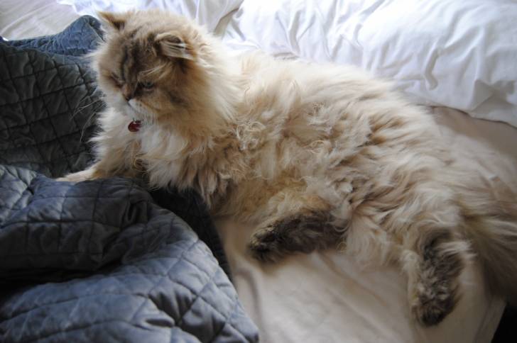 Un Himalayen allongé sur un lit