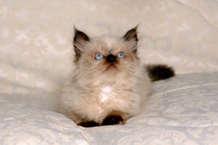Un chaton Himalayen allongé sur un lit