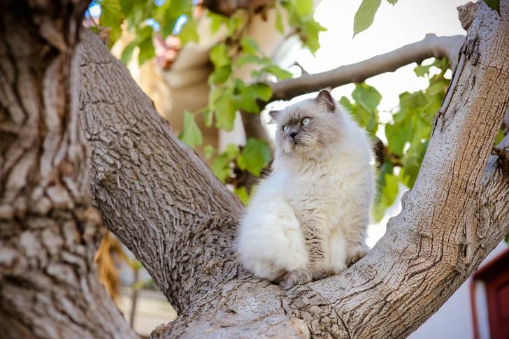 Un Himalayen assis dans un arbre