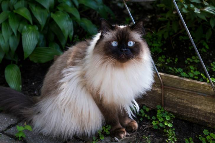 Un Himalayen assis dehors dans un jardin