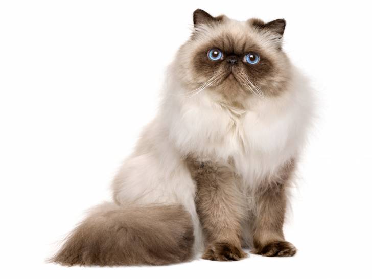 Photo Himalayen