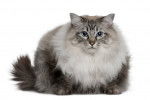 Photo Ragdoll