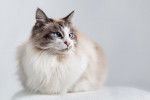 Photo Ragdoll