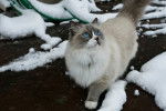 Photo Ragdoll