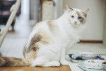 Photo Ragdoll
