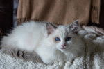 Photo Ragdoll
