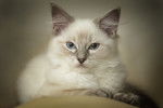 Portrait d'un chaton Ragdoll