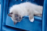 Un Ragdoll dans un panier bleu