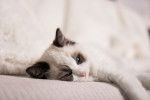 Un Ragdoll endormi sur un sofa