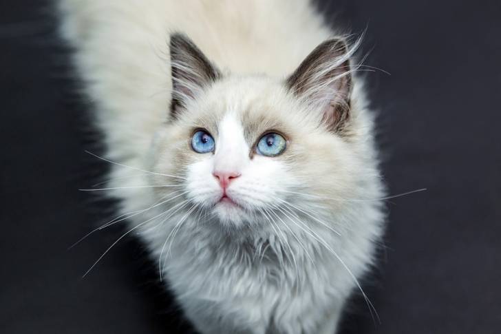 Le Ragdoll - Ragdoll